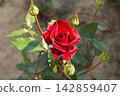 Side view of a single red rose blossom surrounded by three unopened green sepals and buds 142859407