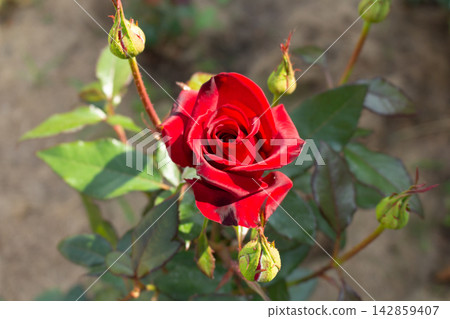 Side view of a single red rose blossom surrounded by three unopened green sepals and buds Side view of a single red rose blossom surrounded by three unopened green sepals and buds 142859407
