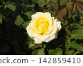 Opened yellow hybrid tea rose flower growing on a bush with dark green foliage and brown stems 142859410