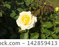 Yellow rose blossom growing outdoors with a tiny closed flower bud nearby on the branch 142859413
