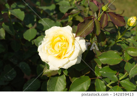Yellow rose blossom growing outdoors with a tiny closed flower bud nearby on the branch 142859413