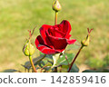 Red rose flower bush growing in the ground with multiple green buds on long vertical stems 142859416