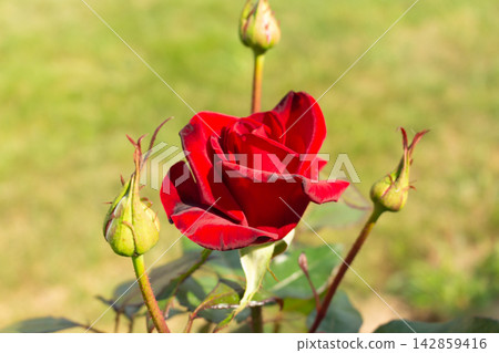 Red rose flower bush growing in the ground with multiple green buds on long vertical stems Red rose flower bush growing in the ground with multiple green buds on long vertical stems 142859416