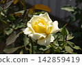 Creamy yellow rose flower opening under bright sunlight with green leaves in a garden setting 142859419