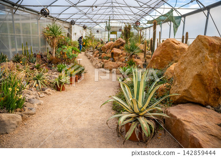 Cactus exhibition in the botanical garden of Prague. Concept of biodiversity, nature conservation, and exotic plant collection. 142859444