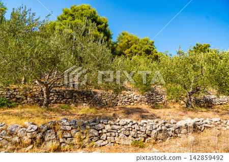 Ancient olive grove with dry stone walls, mature olive trees and Mediterranean vegetation under a clear blue sky. Traditional farming landscape reflecting sustainable agriculture and natural heritage. Ancient olive grove with dry stone walls, mature olive trees and Mediterranean vegetation under a clear blue sky. Traditional farming landscape reflecting sustainable agriculture and natural heritage. 142859492