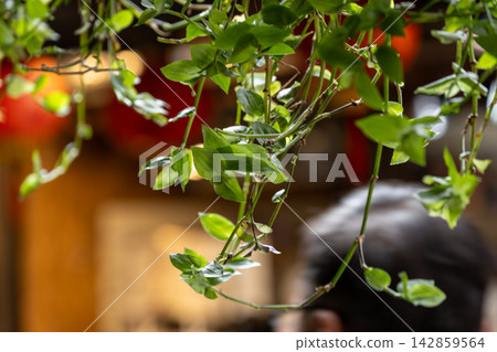 巷弄牆邊的蕨類盆栽 巷弄牆邊的蕨類盆栽 142859564
