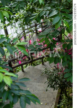 巷弄牆邊的蕨類盆栽 巷弄牆邊的蕨類盆栽 142859574