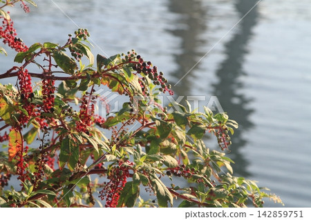 南天與紅色漿果 南天與紅色漿果 142859751