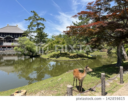 奈良縣·東大寺 奈良縣·東大寺 142859815