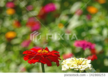 Zinnias in full bloom Zinnias in full bloom 142860253