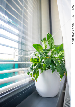 Green houseplant on windowsill beside window blinds with natural light. Home comfort and indoor environment concept for modern living Green houseplant on windowsill beside window blinds with natural light. Home comfort and indoor environment concept for modern living 142860260