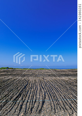 長海帶在北海道濱中町桐多普岬廣闊的晾曬區進行日曬乾燥。 長海帶在北海道濱中町桐多普岬廣闊的晾曬區進行日曬乾燥。 142860281