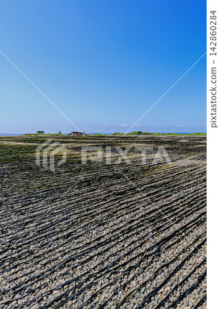 A summer tradition at Kiritappu Cape in Hamanaka Town, Hokkaido: Long stretches of kelp drying in the sun, stretching to the horizon. A summer tradition at Kiritappu Cape in Hamanaka Town, Hokkaido: Long stretches of kelp drying in the sun, stretching to the horizon. 142860284