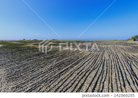 Long kelp from Kiritappu Cape dries slowly in the sea breeze and sun. Long kelp from Kiritappu Cape dries slowly in the sea breeze and sun. 142860285