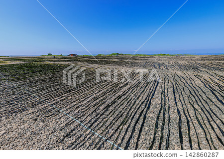 Long kelp, a local specialty, is sun-dried at Cape Kiritappu in Hokkaido, against an endless blue sky. Long kelp, a local specialty, is sun-dried at Cape Kiritappu in Hokkaido, against an endless blue sky. 142860287