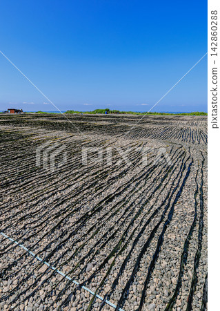 Under the blue sky, the long kelp of Kiritappu is neatly lined up on the gravel, sun-drying. Under the blue sky, the long kelp of Kiritappu is neatly lined up on the gravel, sun-drying. 142860288