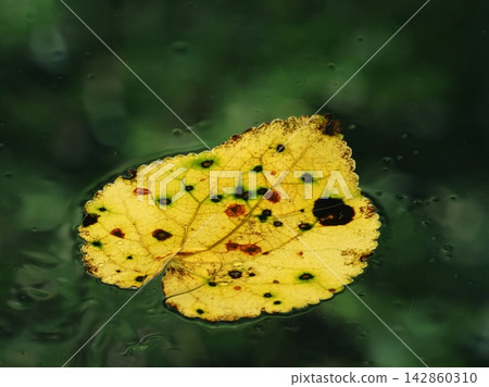 透過被雨水浸透的擋風玻璃,可以看到五彩繽紛、心形的桂花落葉。 透過被雨水浸透的擋風玻璃,可以看到五彩繽紛、心形的桂花落葉。 142860310