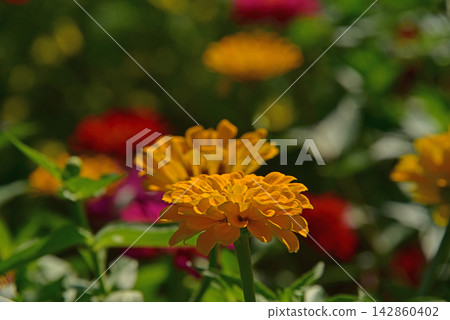 Zinnias in full bloom Zinnias in full bloom 142860402