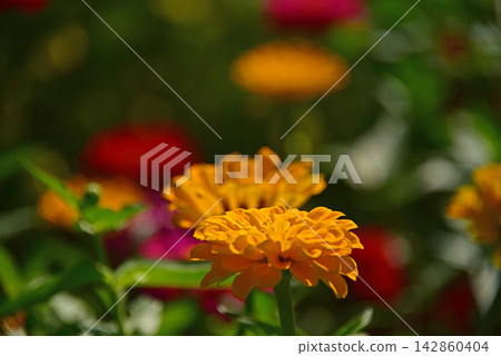 Zinnias in full bloom Zinnias in full bloom 142860404