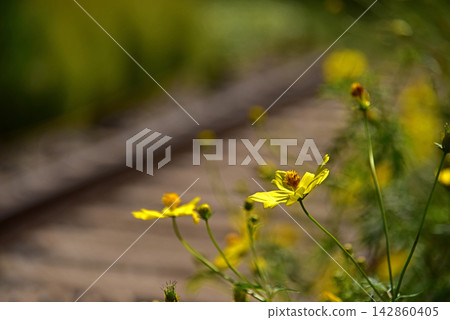 Pretty cosmos Pretty cosmos 142860405