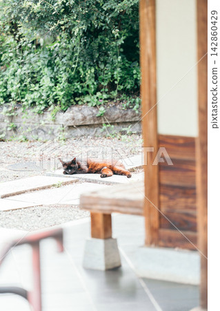 cat taking a nap on the porch cat taking a nap on the porch 142860429