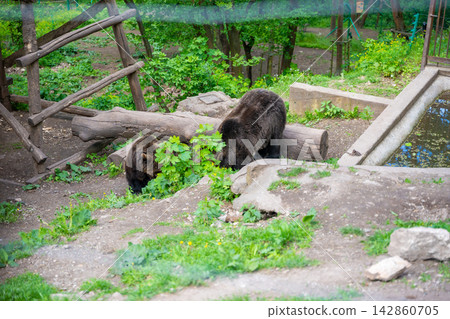 Two brown bears living in the castle moat below Tocnik Castle in Czech Republic. Wildlife conservation and animal habitat concept Two brown bears living in the castle moat below Tocnik Castle in Czech Republic. Wildlife conservation and animal habitat concept 142860705