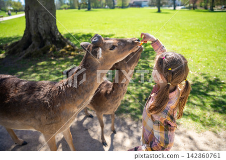 Girl feeding deer in the park of Blatna Castle in Czech Republic. Child interacting with tame animals during a family visit to historic castle grounds Girl feeding deer in the park of Blatna Castle in Czech Republic. Child interacting with tame animals during a family visit to historic castle grounds 142860761