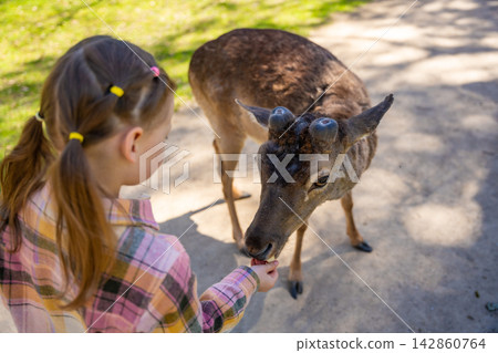 Girl feeding deer in the park of Blatna Castle in Czech Republic. Child interacting with tame animals during a family visit to historic castle grounds Girl feeding deer in the park of Blatna Castle in Czech Republic. Child interacting with tame animals during a family visit to historic castle grounds 142860764
