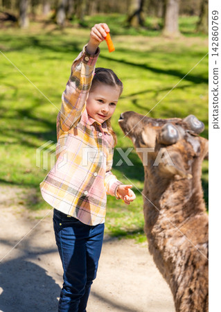 Girl feeding deer in the park of Blatna Castle in Czech Republic. Child interacting with tame animals during a family visit to historic castle grounds Girl feeding deer in the park of Blatna Castle in Czech Republic. Child interacting with tame animals during a family visit to historic castle grounds 142860769