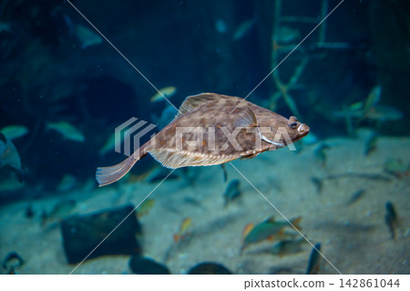 Flatfish swimming in aquarium tank inside Ozeaneum museum in Stralsund Germany. Marine wildlife and underwater ecosystem of the Baltic Sea Flatfish swimming in aquarium tank inside Ozeaneum museum in Stralsund Germany. Marine wildlife and underwater ecosystem of the Baltic Sea 142861044