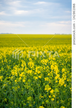 Blooming rapeseed field under soft cloudy sky in spring countryside in Germany. Seasonal agriculture and rural nature landscape. Blooming rapeseed field under soft cloudy sky in spring countryside in Germany. Seasonal agriculture and rural nature landscape. 142861066
