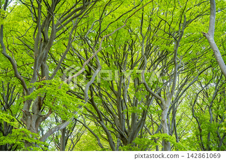 Ancient European beech tree canopy in Jasmund National Park on Rugen island, Germany. Protected old growth forest landscape Ancient European beech tree canopy in Jasmund National Park on Rugen island, Germany. Protected old growth forest landscape 142861069