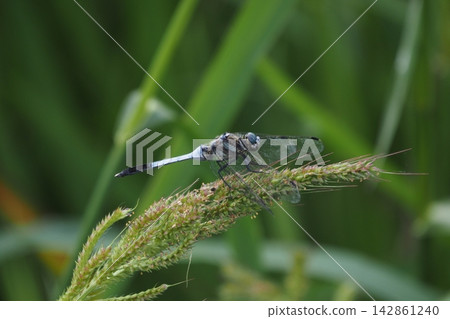 A dragonfly that stops on the leaves A dragonfly that stops on the leaves 142861240