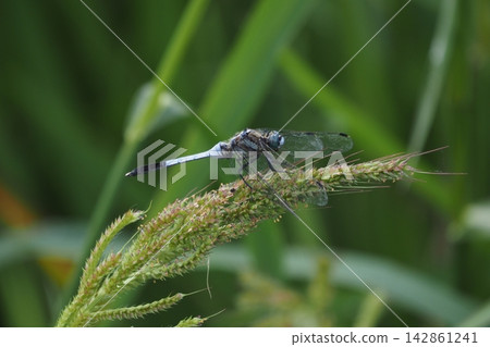 A dragonfly that sticks to the leaves A dragonfly that sticks to the leaves 142861241