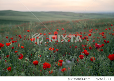 Close-Up Red Poppies in Golden Hour with Dreamy Artistic Bokeh, Cinematic Spring Nature. Vintage Helios lens. Close-Up Red Poppies in Golden Hour with Dreamy Artistic Bokeh, Cinematic Spring Nature. Vintage Helios lens. 142861274