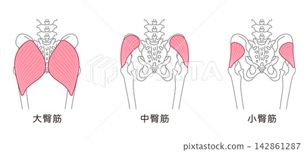 Gluteus maximus, gluteus medius, gluteus minimus; bones around the pelvis; hip joint Gluteus maximus, gluteus medius, gluteus minimus; bones around the pelvis; hip joint 142861287