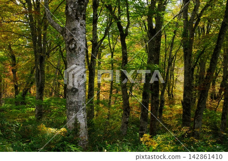 秋季，長野縣山之內町的奧志賀高原森林地帶呈現出紅黃相間的多元景觀。 142861410