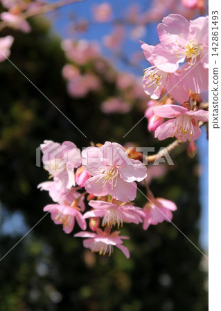 在盛開和藍天的Kawazu櫻桃樹 在盛開和藍天的Kawazu櫻桃樹 142861493