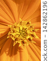 Macro close-up view of bright orange cosmos flower head with detailed yellow stamen center. 142862196