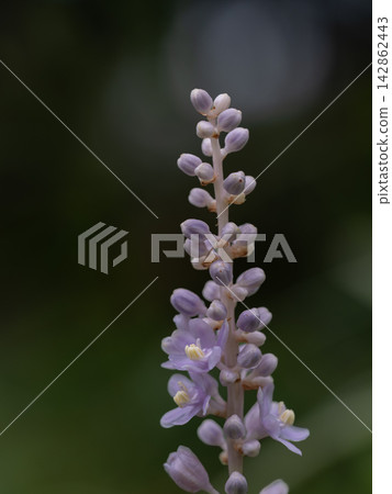 淺紫色粳花 淺紫色粳花 142862443