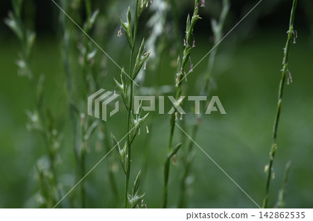 岩手縣廣野町盛開的黑麥草花穗。 岩手縣廣野町盛開的黑麥草花穗。 142862535