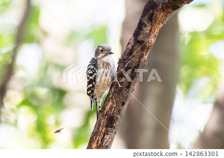 [日本侏啄木鳥] 一隻日本侏啄木鳥棲息在公園的樹枝上。 142863301