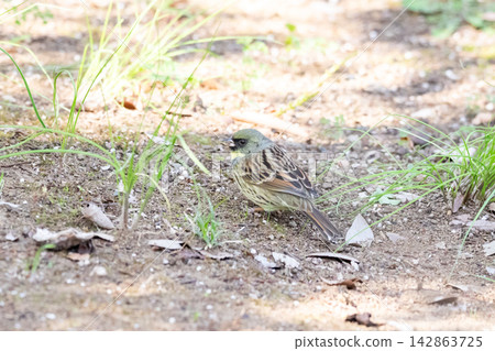 [Yellow Bunting] A yellow bunting lands on the ground in the park. 142863725