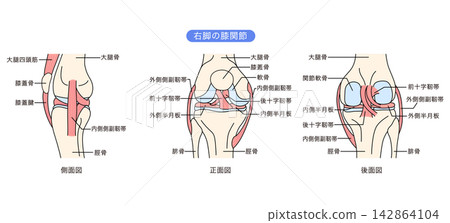 The structure of the knee joint: ligaments The structure of the knee joint: ligaments 142864104