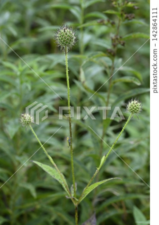 Nabena growing on the riverbed of the Osanai River in Kuji City, Iwate Prefecture. Nabena growing on the riverbed of the Osanai River in Kuji City, Iwate Prefecture. 142864111