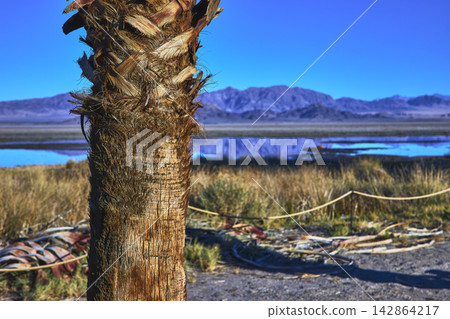 Palm Tree Trunk with Mojave Wetlands and Distant Mountains in Bright California Sun Palm Tree Trunk with Mojave Wetlands and Distant Mountains in Bright California Sun 142864217