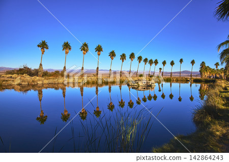 Palm Trees Reflected in Tranquil Pond at Mojave Oasis with Blue Sky Palm Trees Reflected in Tranquil Pond at Mojave Oasis with Blue Sky 142864243