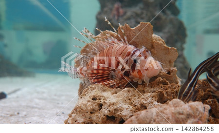 Lionfish with beautiful fins Lionfish with beautiful fins 142864258