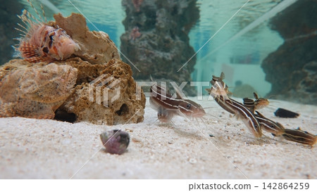 一群鯰魚在魚缸白色的沙質底部遊動,獅子魚則在岩石岸邊游弋。 一群鯰魚在魚缸白色的沙質底部遊動,獅子魚則在岩石岸邊游弋。 142864259